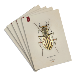 Art Prints of Beetles (1)