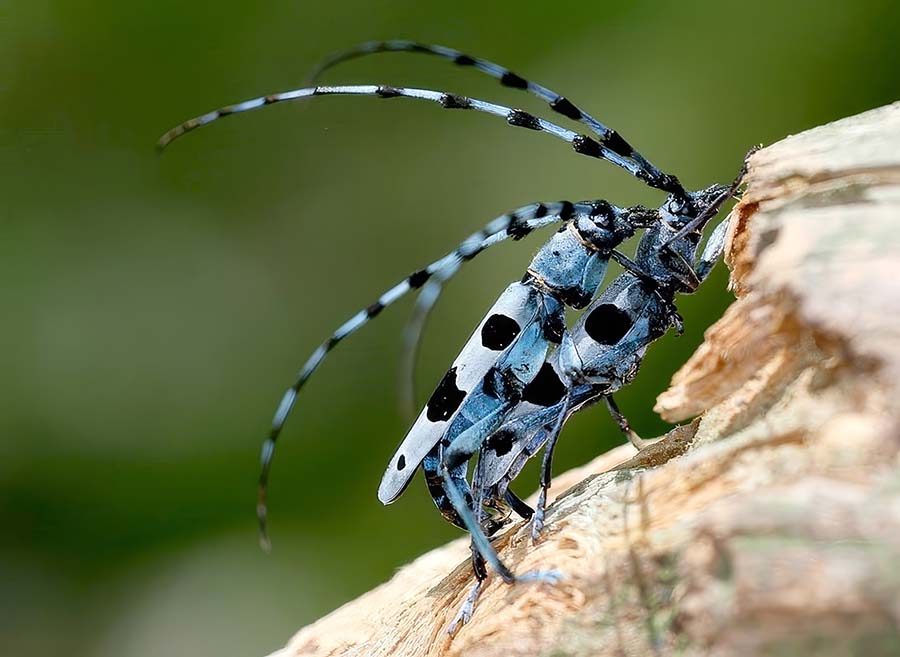 Cerambycidae