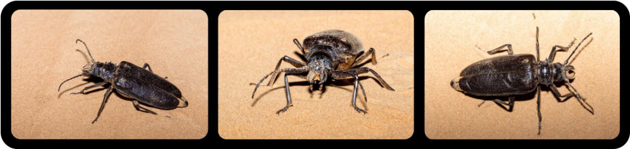 Longhorn Beetles Bite