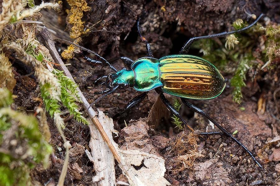 Ground Beetle