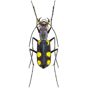 genuis Calochroa