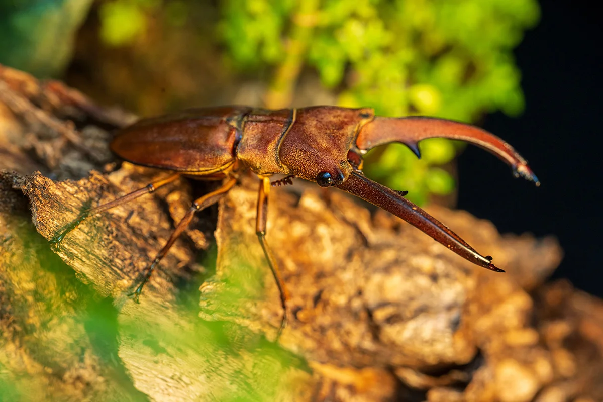 Cyclommatus canaliculatus Lucanidae