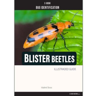 Bug Identification Blister Beetles