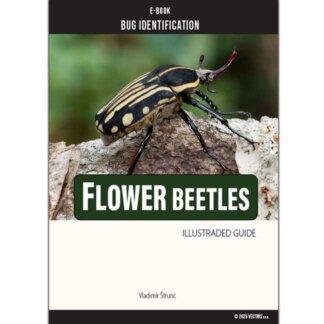 Bug Identification Flower Beetles