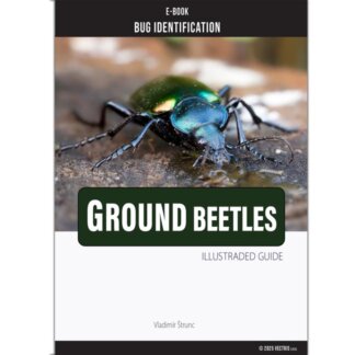 Bug Identification Ground Beetles