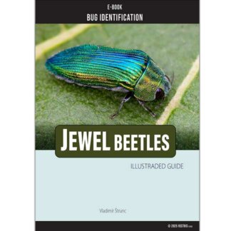 Bug Identification Jewel Beetles