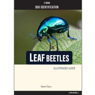 Bug Identification Leaf Beetles