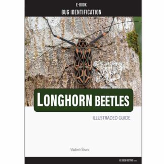 Bug Identification Longhorn Beetles