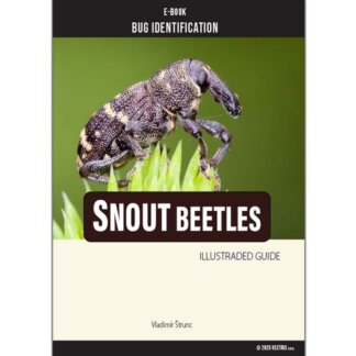 Bug Identification Snout Beetle