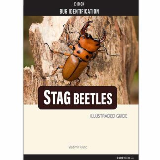Bug Identification Stag Beetle