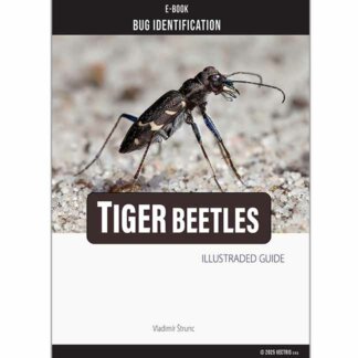 Bug Identification Tiger Beetle