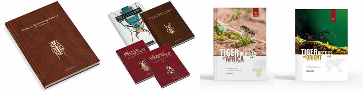 Jewel Beetles, Tiger Beetles
