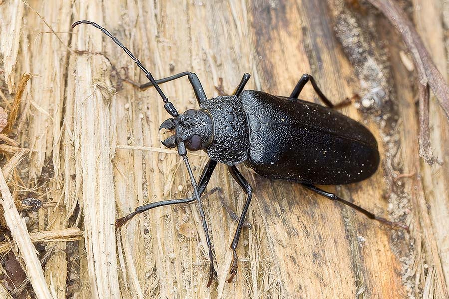 Longhorn Beetle