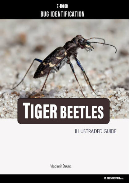 Bug Identification Tiger Beetle