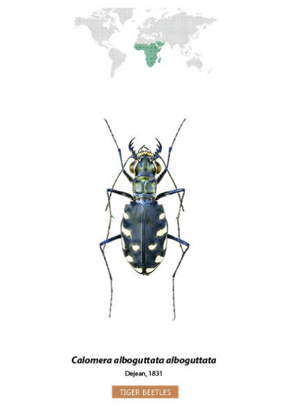 Bug Identification Tiger Beetle