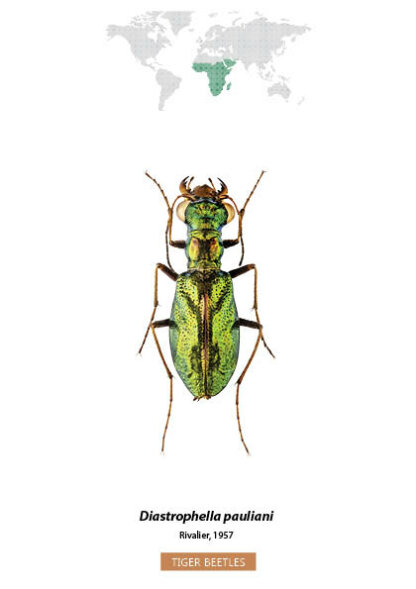 Bug Identification Tiger Beetle