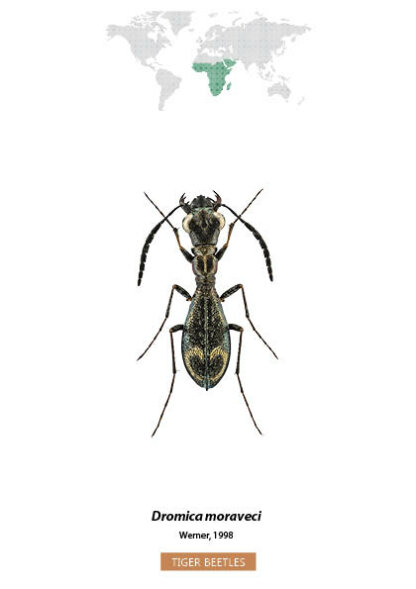 Bug Identification Tiger Beetle