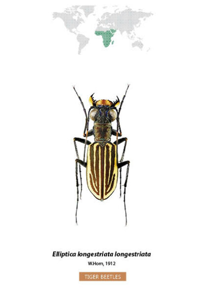 Bug Identification Tiger Beetle