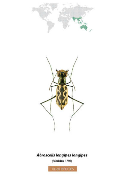 Bug Identification Tiger Beetle