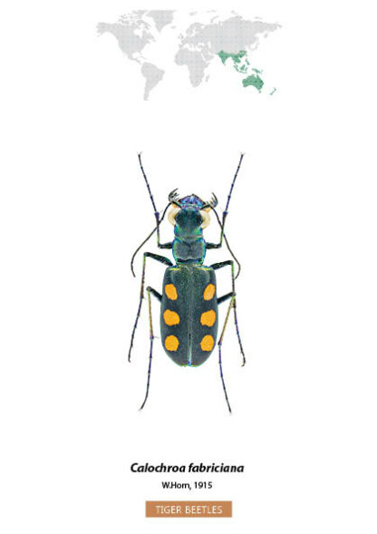 Bug Identification Tiger Beetle