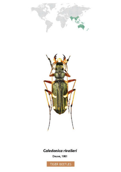 Bug Identification Tiger Beetle