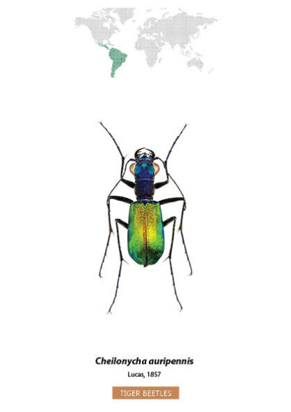 Bug Identification Tiger Beetle