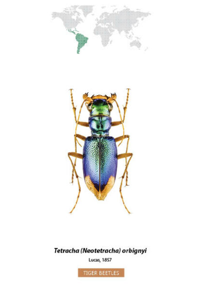 Bug Identification Tiger Beetle