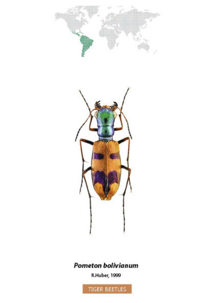 Bug Identification Tiger Beetle