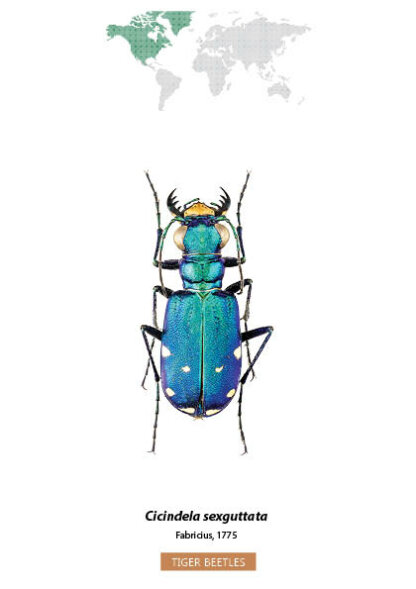 Bug Identification Tiger Beetle