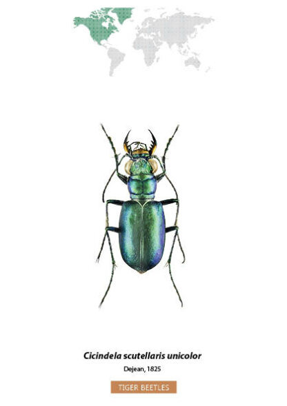 Bug Identification Tiger Beetle