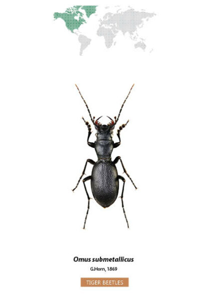 Bug Identification Tiger Beetle