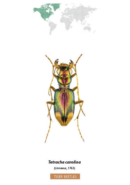 Bug Identification Tiger Beetle