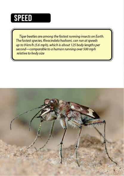 Bug Identification Tiger Beetle