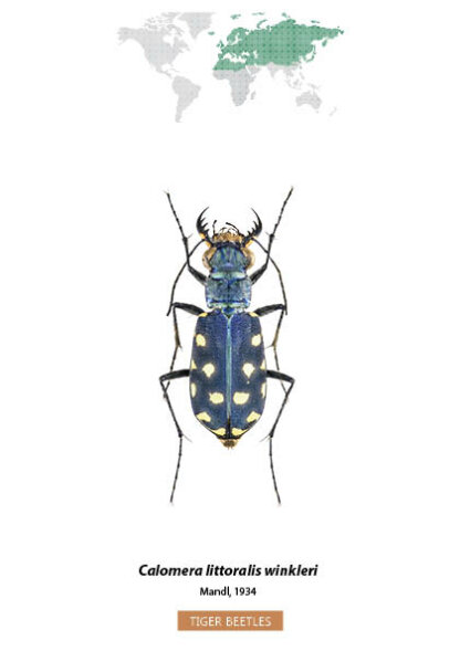 Bug Identification Tiger Beetle