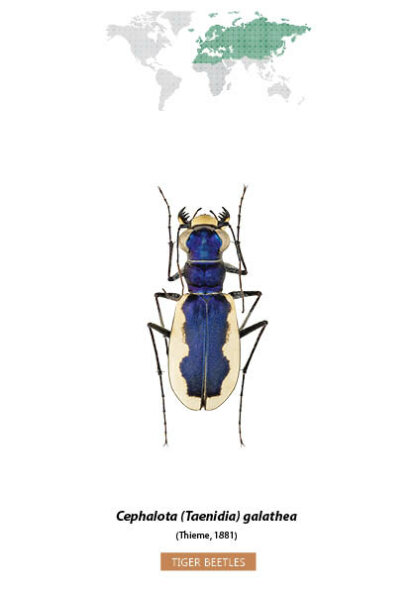 Bug Identification Tiger Beetle