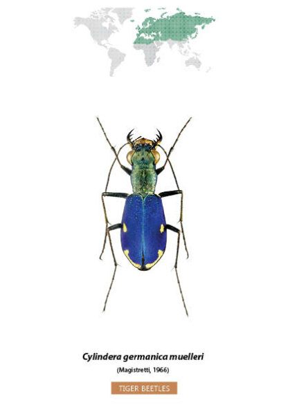 Bug Identification Tiger Beetle