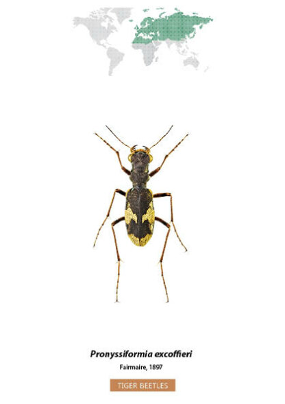 Bug Identification Tiger Beetle
