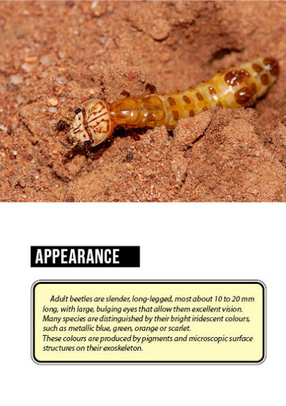Bug Identification Tiger Beetle