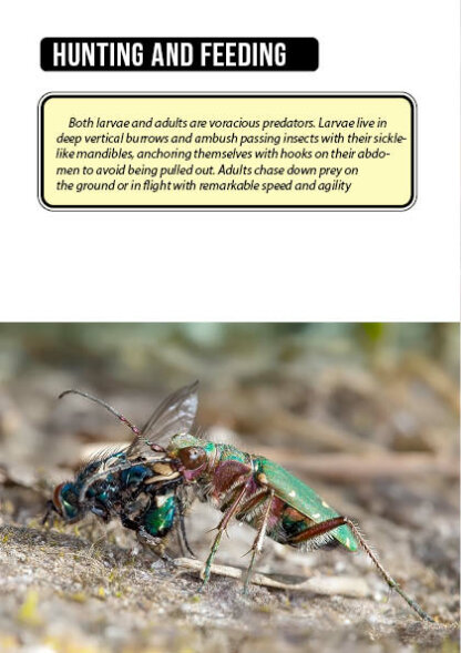 Bug Identification Tiger Beetle
