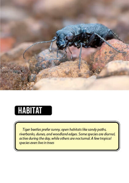 Bug Identification Tiger Beetle