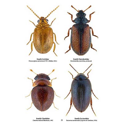 Family Coleoptera, Beetles, Insect