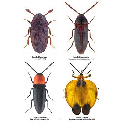 Family Coleoptera, Beetles, Insect