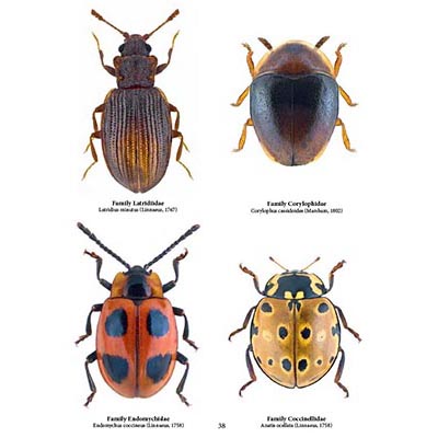 Family Coleoptera, Beetles, Insect