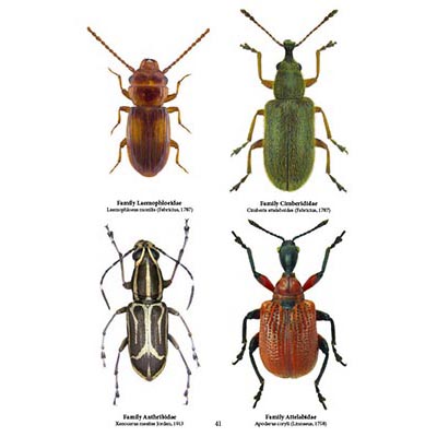 Family Coleoptera, Beetles, Insect