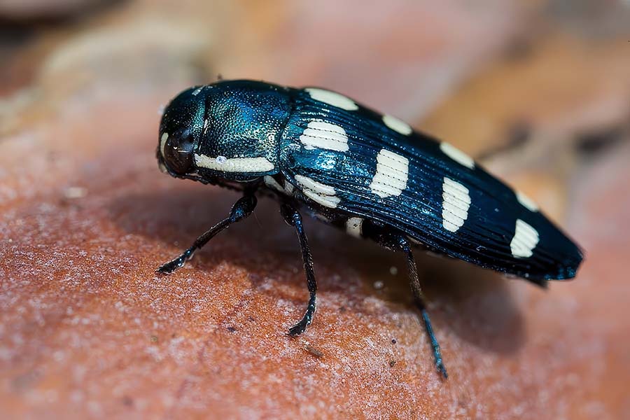 Buprestidae