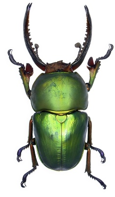 Stag beetle, Lucanidae