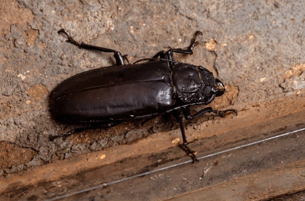 Mallodon spinibarbis Prioninae