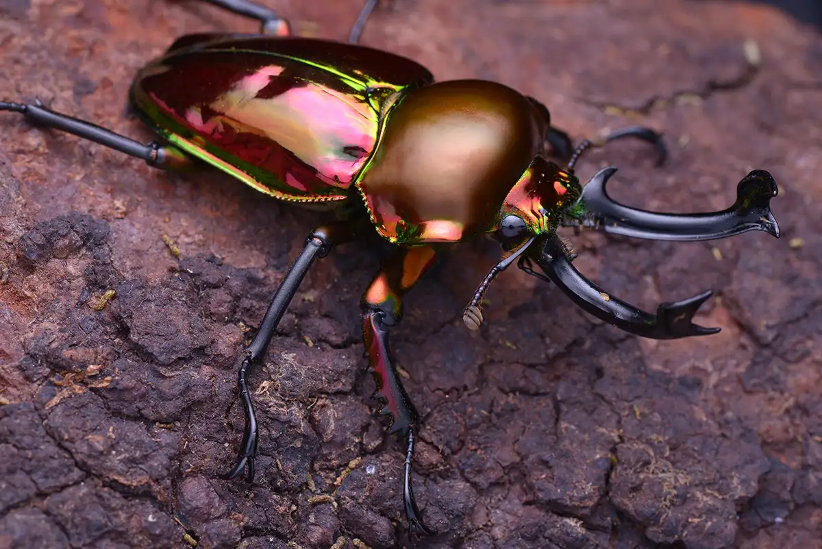 Phalacrognathus muelleri Lucanidae