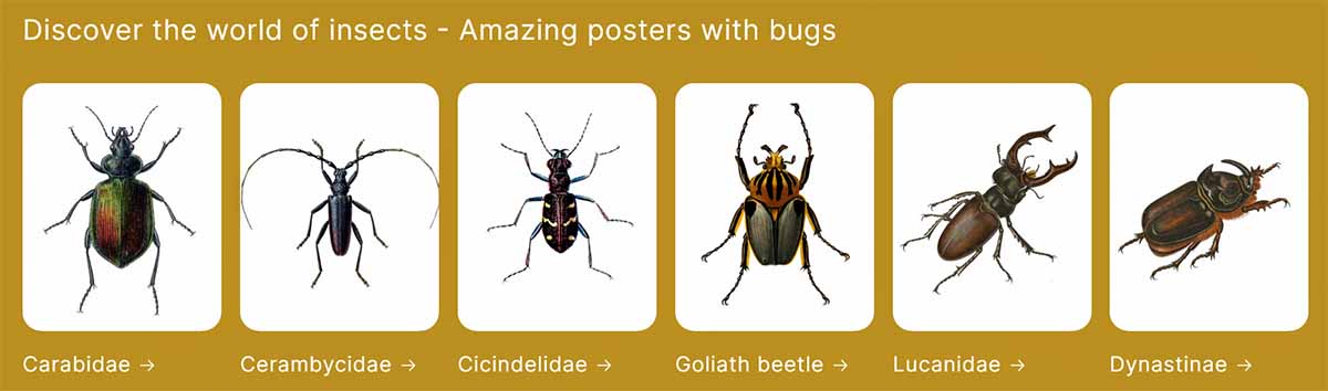 insect-posters