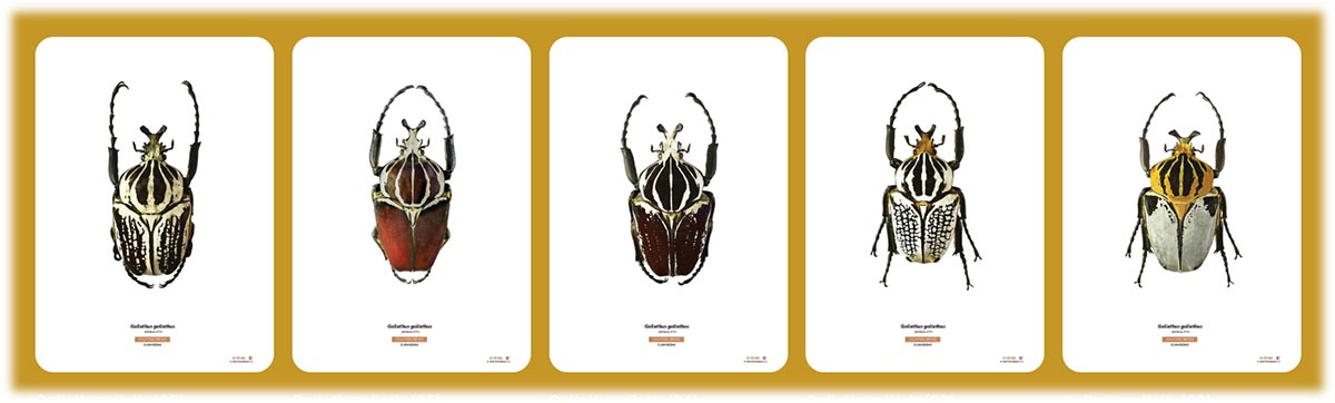 Entomology